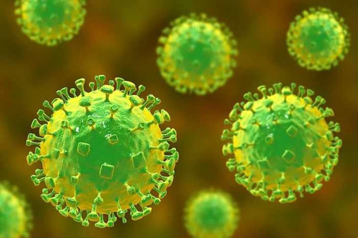 Sie verursachen eine Gehirnentzündung. Wissenschaftler in China haben zwei für Menschen tödliche Viren entdeckt