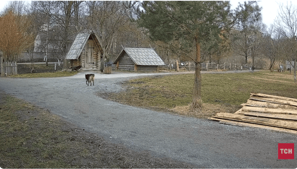 Зграя собак напала на овець