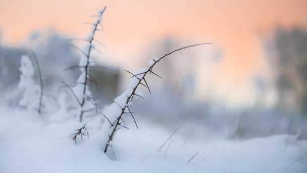 Іменанини 12 січня: Ілля, Макар, Петро, Тетяна