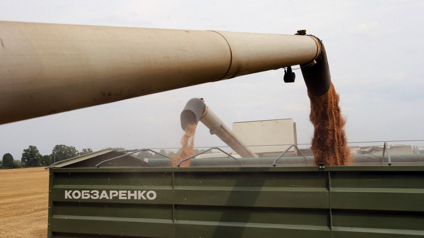 Новий урожай української пшениці