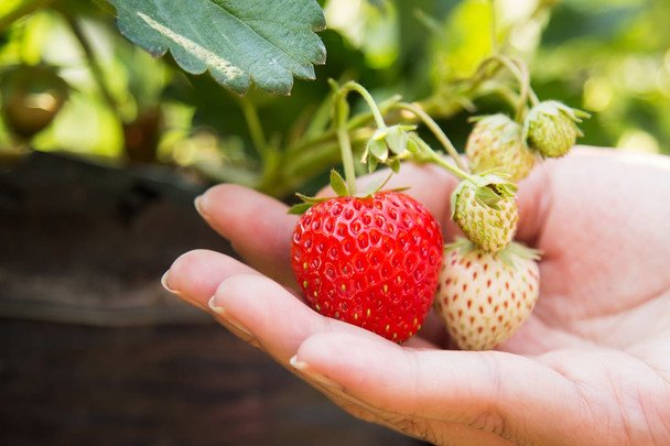Kiedy temperatura gleby osiągnie 10–12°C – idealny moment na wiosenne nawożenie roślin