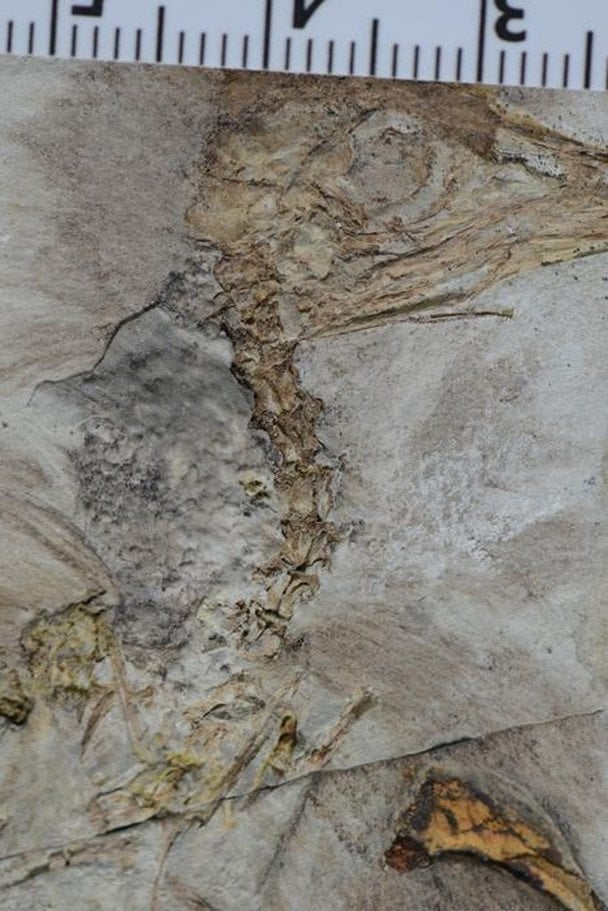Kamienie w żołądku dino-ptaka kluczem do zagadki wymierania