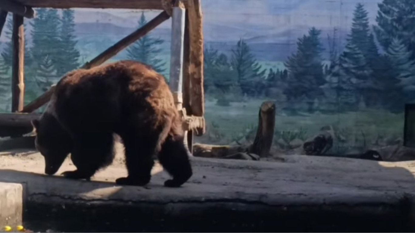 Niedźwiedzica Polana obudziła się w odeskim zoo – co warto wiedzieć o jej powrocie do życia