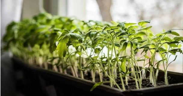 12 błędów przy domowej produkcji rozsady, które rujnują plony