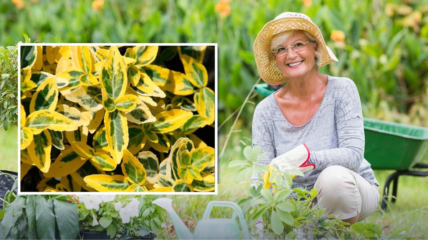 Immergrüner Spindelstrauch Fortunes: Dieser winterharte Zwergstrauch setzt das ganze Jahr über Akzente im Garten