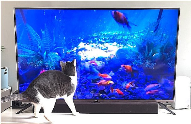 What Pets Watch Online: The Rise of Animal Entertainment