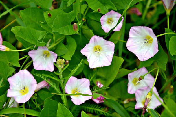 Береза душит огородные культуры