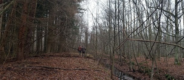 Зимові гриби в Цуманській пущі