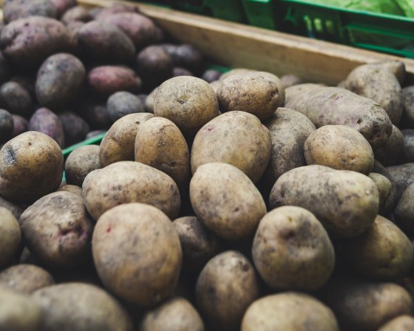 Old potato on a plate