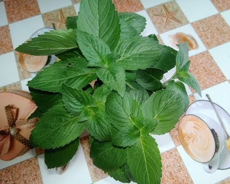 Fresh mint on the windowsill