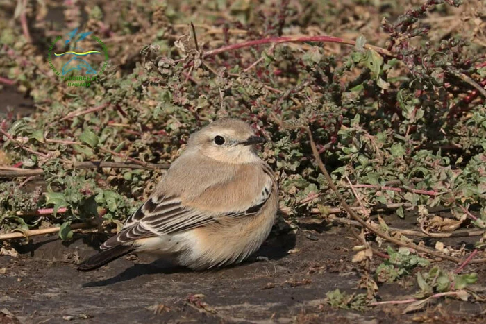 Unique bird of the Odessa reserve