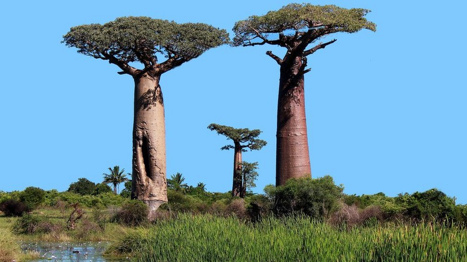 Der größte Baum der Welt: Der Baobab und seine Geschichte