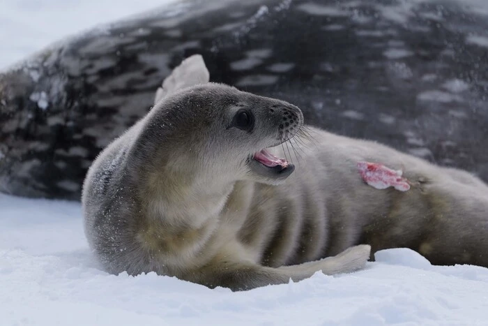 Newborn seal at Vernadsky station