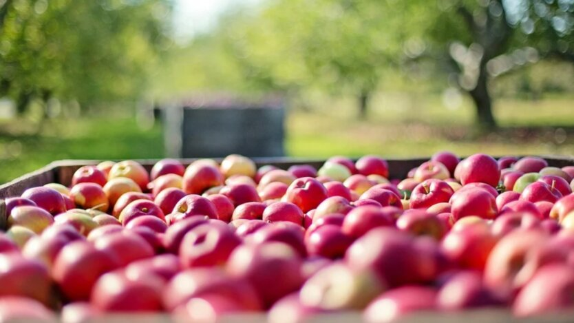 Apple trees with leaning fruits in the field