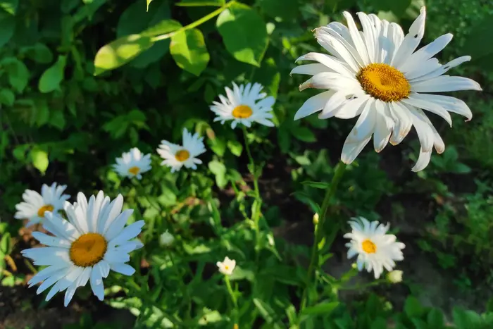 Forecast of hot weather on August 28