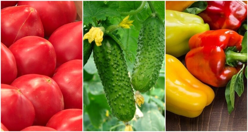 autumn prices for tomatoes, cucumbers, peppers