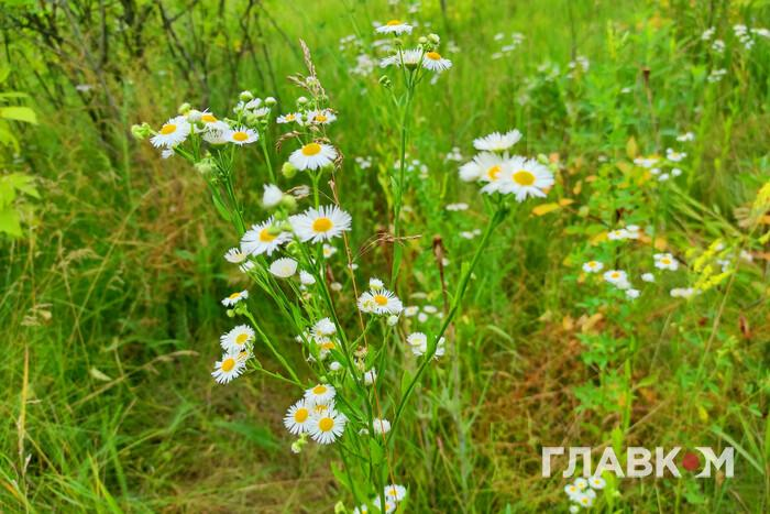 Weather on August 14 in Ukraine