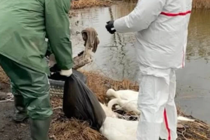 Dead swans on the river in Lviv region