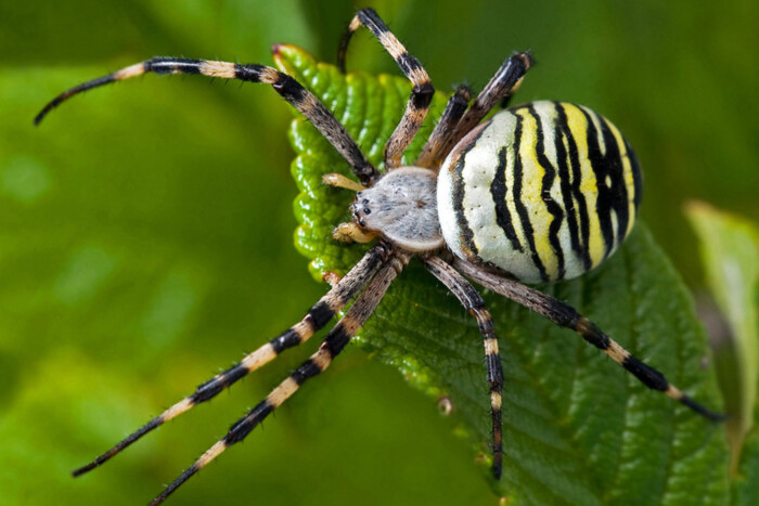 Person, feeling fear against the backdrop of a spider fake