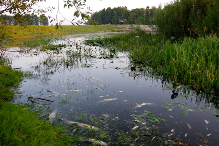 Загроза забруднення Десни: Міндовкілля готує запасні водні ресурси