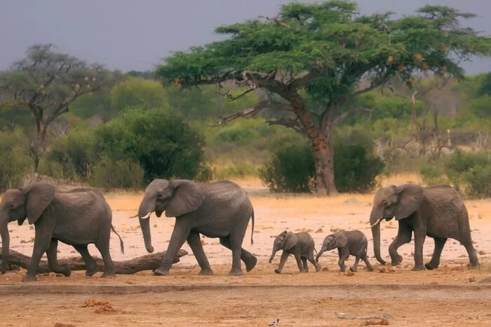 Dead elephants in an Indian national park