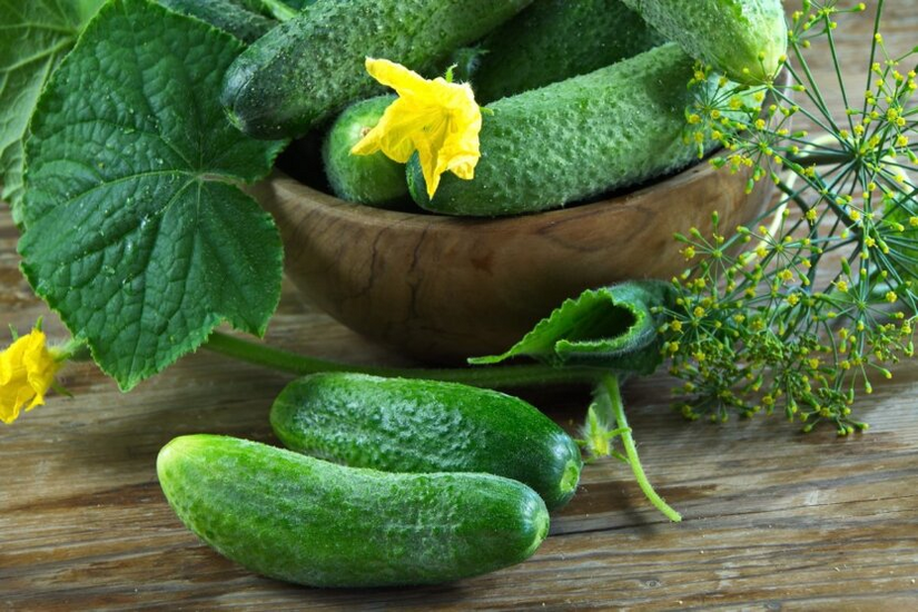 Cucumbers in a greenhouse