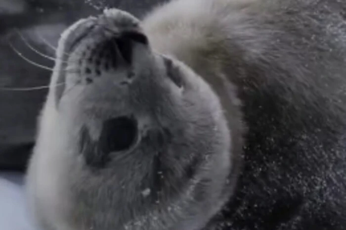 Seal pup on the ice of Ukrainian polar explorers