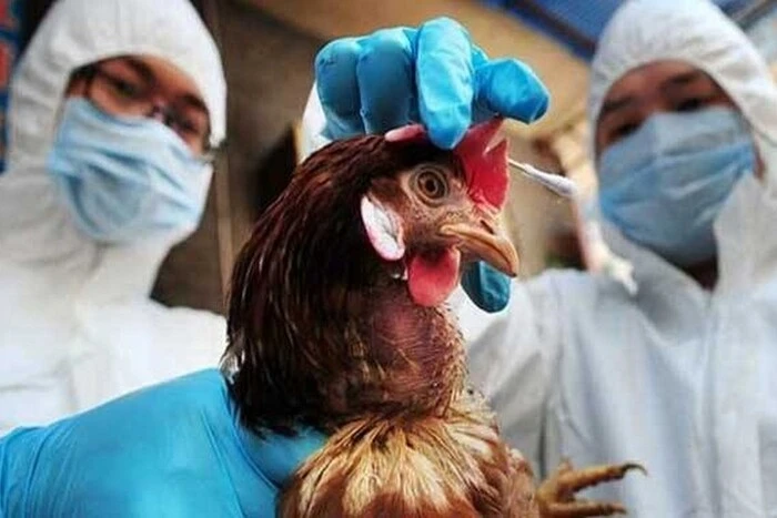 W USA odnotowano pierwszą śmierć z powodu ciężkiej postaci wirusa ptasiej grypy H5N1