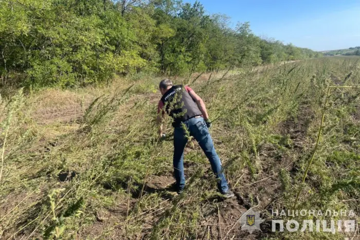 Die Polizei in der Region Odessa entdeckte über 300.000 Hanfpflanzen (Foto)