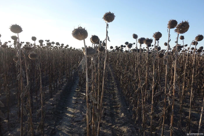 Russen wollen 300 Tonnen Sonnenblumenkerne aus der Luhansker Region exportieren - Zentrum des nationalen Widerstands