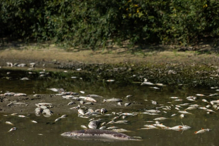 Pollution of the Seim River