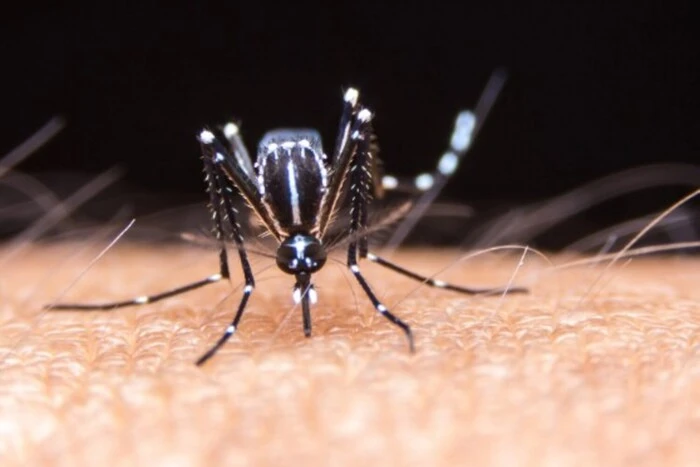 Symptoms and treatment of dengue fever