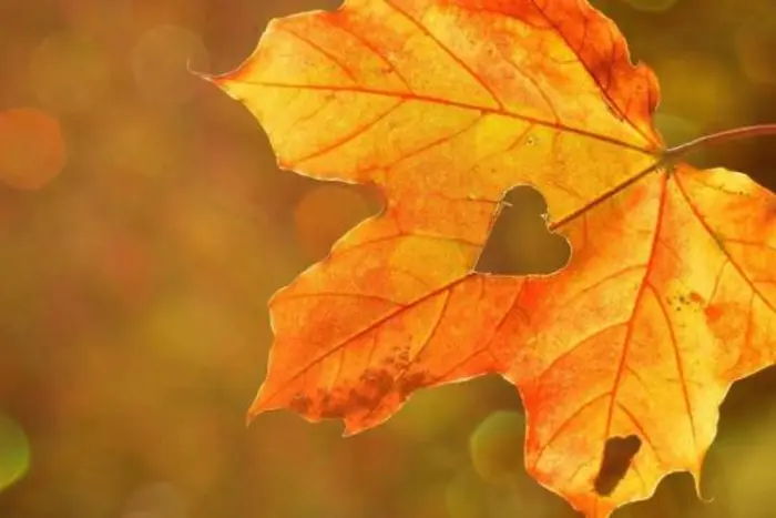 Leaves on the ground during autumn equinox