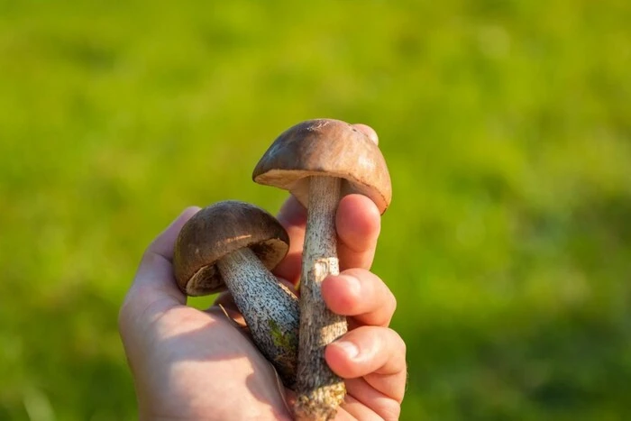 Child and victims of mushroom poisoning