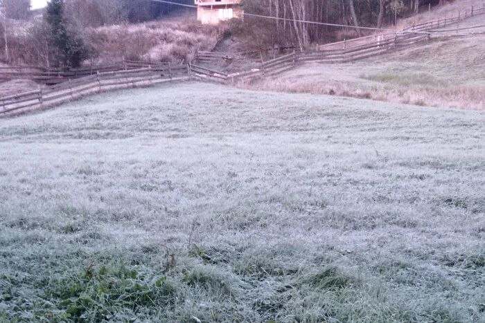 Frozen plants in Ukrainian regions