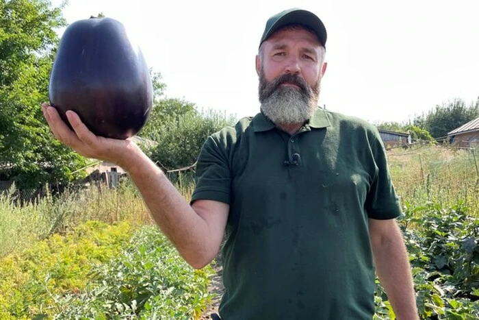 Giant eggplant in Poltava region