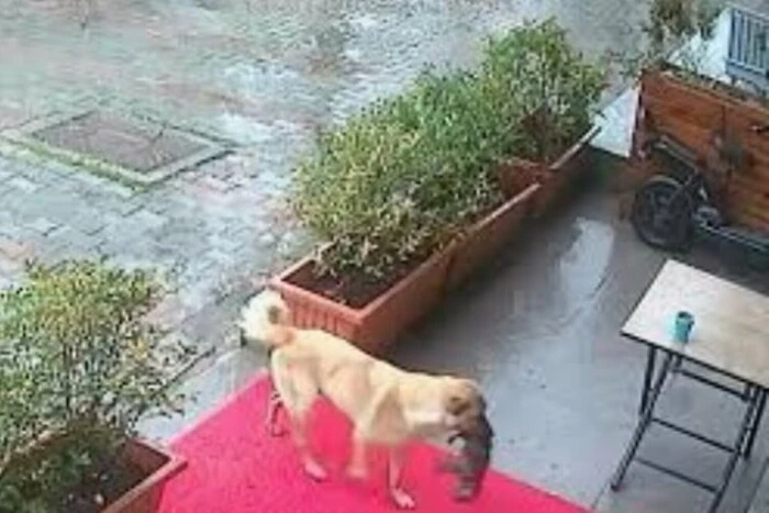 In Istanbul brachte ein obdachloser Hund einen sterbenden Welpen zum Tierarzt: berührende Aufnahmen