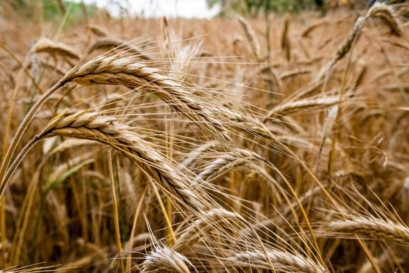 Truck with Ukrainian grain