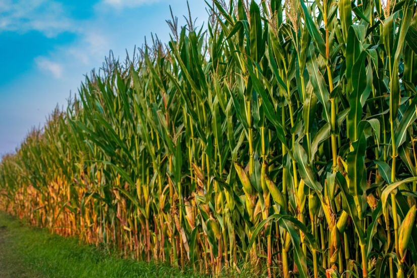 Late grain harvest affected by drought