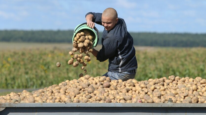 Buying potatoes at the market