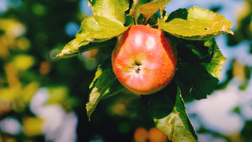 Prices for golden apples in winter