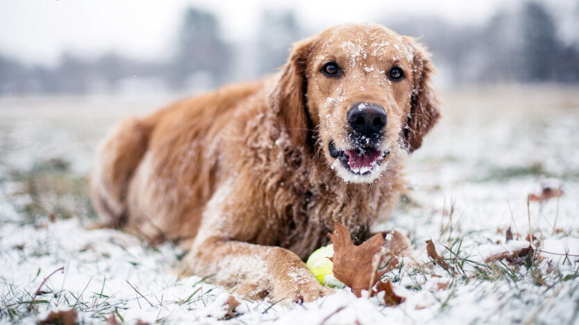 Climatologist talks about the possibility of an early winter