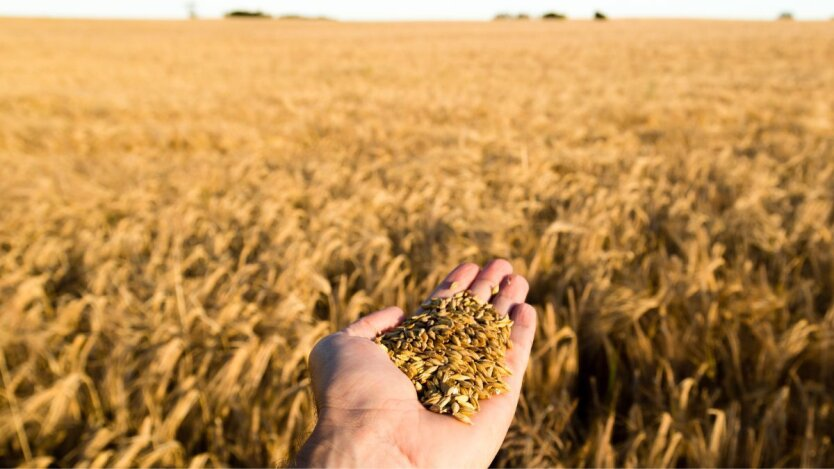 Crop of wheat, barley, peas exceeds forecasts