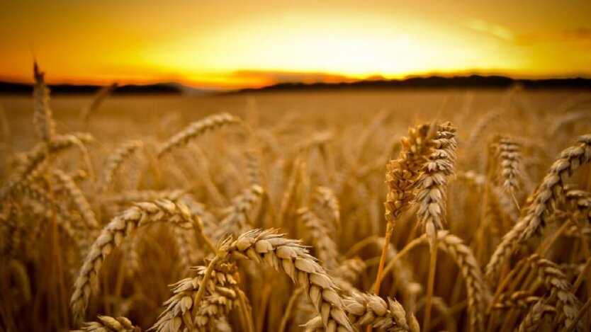 Ukraine wheat harvest market