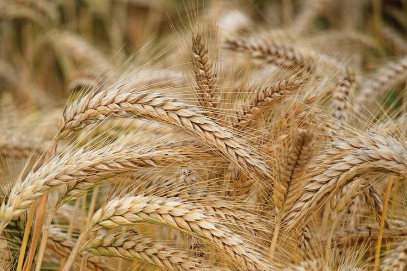 Ukrainian wheat exports are growing