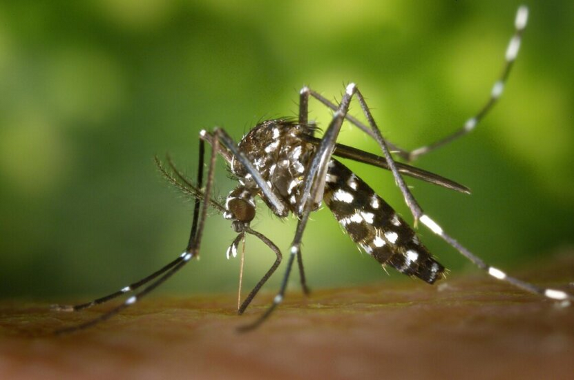 West Nile fever spreading in Ukraine