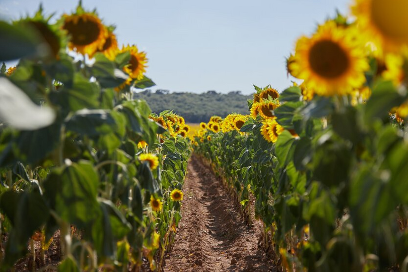 Ukraine's sunflower oil production