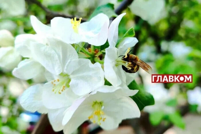 Meteorolożka Didenko podała prognozę, kiedy spodziewać się ocieplenia