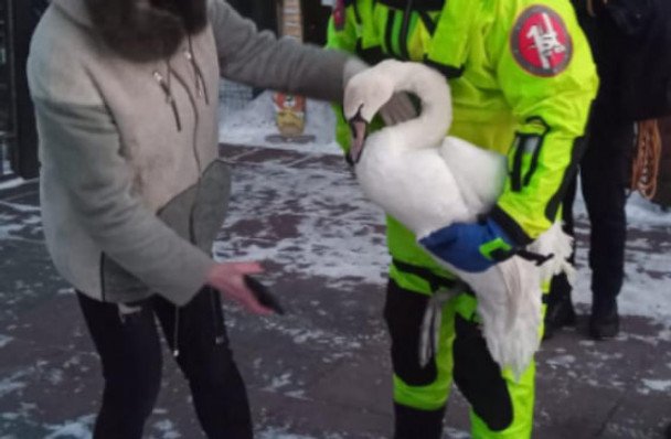 Операция на Стиру: спасатели освободили лебедя из ледяного плена в Луцке