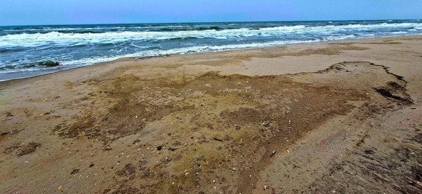 Экологическая трагедия в Одесском заливе: более тысячи птиц погибли из-за разлива нефти